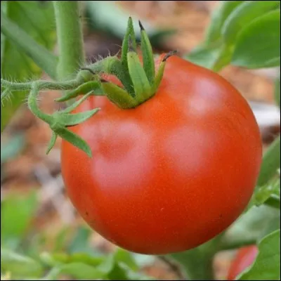 Quel est cette tomate ?