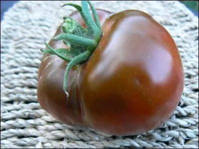 Quelles est cette tomate ?