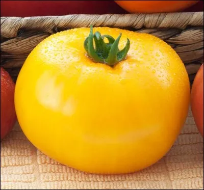 Quelle est cette tomate ?