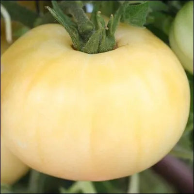 Quelle est cette tomate ?