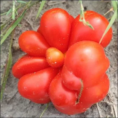 Quelle est cette tomate ?