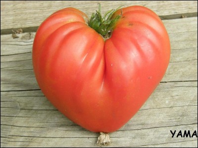 Quelle est cette tomate ?
