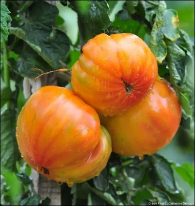 Quelle est cette tomate ?