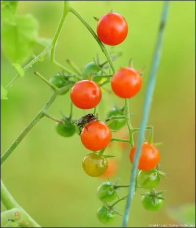 Quelle est cette tomate ?
