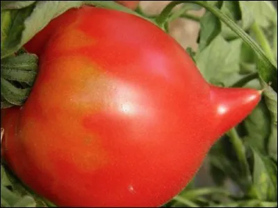 Quelle est cette tomate ?