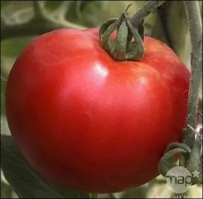 Quelle est cette tomate ?