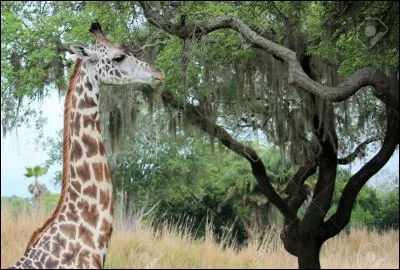 Une girafe passe en moyenne ____ heures à se nourrir chaque jour.