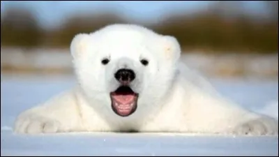 Où vit l'ours polaire ?