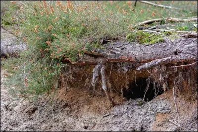 Cette maison est abandonnée depuis des lustres, les animaux en ont fait leur repère, l'odeur est épouvantable, j'ai vomi !