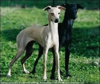 Oreilles dressées sur la tête, le poil court, il est de couleur unie, noire, grise ou jaune et seulement quelques tâches de blanc sont tolérées. En liberté, il a tendance à courir après ce qui bouge alors il faut lui en donner l'occasion :