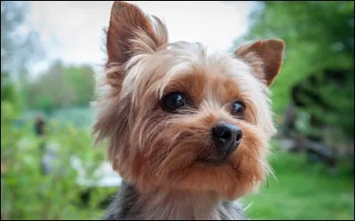 C'est un petit chien têtu de couleur fauve ou acier, avec de petites oreilles érigées en forme de V. Si vous avez une pelouse, surveillez-le pour le creusage de trous, il déborde de vitalité. C'est un chien de garde et il a tendance aux aboiements pour protéger ses amis :