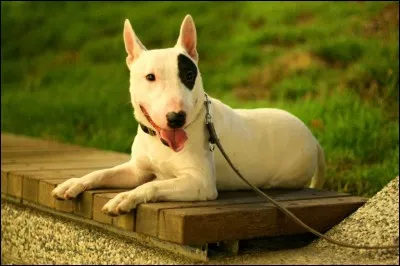 C'est un solide petit chien avec une incomparable tête ; sa robe est de poil court et soit, entièrement blanche, soit la couleur étant partagé sur la tête puis le corps et prédomine sur le blanc. Il aime bouger quotidiennement et adore ses maîtres :