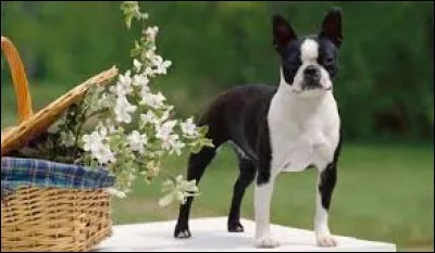 C'est un chien attachant et attaché. Il est noir et blanc au poil court, oreilles pointues et a le comportement d'un petit bouffon. C'est un chien doux avec les enfants et il aime bien jouer :