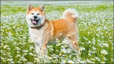 Sa tête ressemble à celle d'un loup avec des oreilles droites, triangulaires et des yeux brun foncé. Il est calme et racé ; il profite d'être socialisé tôt, dans son éducation et son maître doit être le chef de la meute et le traiter avec respect. On doit le sortir régulièrement mais ce n'est pas un grand sportif :