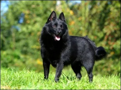 Lui sa tête ressemble à celle d'un renard et son corps, à celui d'un loup. Sa robe est toujours noire et ses oreilles triangulaires. C'est un chien territorial, bien obéissant, équilibré et un copain puissant et très bon sportif :