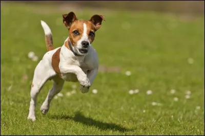 Celui-ci est débordant d'énergie et toujours enjoué ; gardez-lui une balle pour courir après ou un frisbee pour sauter l'attraper. Il a de petits yeux très vifs qui montrent son intelligence et il possède un fort cou. Sa robe est surtout blanche avec du noir ou fauve. C'est un compagnon fidèle malgré le fait qu'il soit un peu indépendant de caractère :