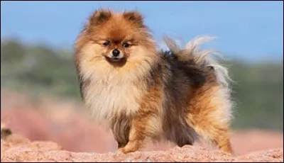 Ce petit chien a tout un caractère dont il faut tenir compte et on doit apprendre à orienter toute cette vigueur ; il est aussi souvent jappeur. Son poil est long avec un sous-poil court, oreilles petites et pointues et sa queue est enroulée sur son dos :