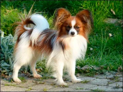 On le reconnaît aà ses beaux grands yeux larges et expressifs. Ses oreilles sont droites et donnent à sa tête l'allure d'un papillon. Sa robe est principalement blanche au poil long, tachetée de roux, de noir, d'orange ou de feu. Il est facile à vivre, n'exige pas de longues sorties et c'est un agréable compagnon :