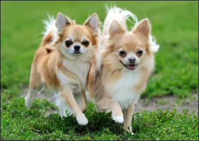 Originaire du Mexique, c'est le plus petit de tous. Petite tête ronde, museau court et pointu ; malgré sa taille, c'est un chien courageux, qui aime peu les étrangers et leur fait vraiment savoir :