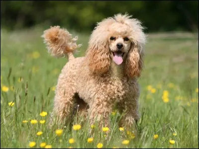 Il est énergique, avec beaucoup de poils et spontanément, il jouera avec les enfants. Il est dévoué à son maître mais aboie au moindre intrus. Vif, intelligent, c'est un bon chien pour ceux qui aime bouger avec leur copain à quatre pattes :
