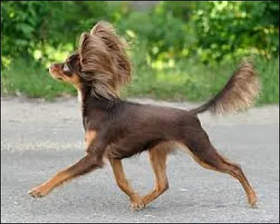 C'est un élégant chien de petite taille à l'allure dynamique qui possède des yeux petits et ronds et dont les longues oreilles sont remarquables. C'est un joyeux petit chien qui s'adapte très bien à la vie en ville et en appartement :