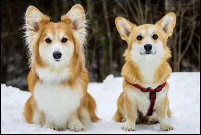 Ce chien est plus long que haut et porte ses oreilles bien vers le haut ; son corps ressemble à celui du Basset. Il est toujours tacheté de blanc. La Reine Elisabeth II l'a adopté depuis longtemps, pourtant c'est un chien qui se fait entendre :