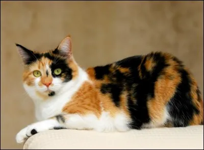 Qui est cette guerrière du clan du Tonnerre ?