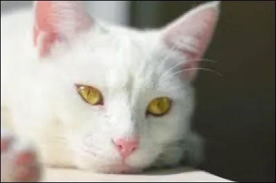 Qui est ce matou tué lors de la bataille contre le clan du Sang ?