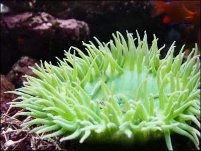 Il n'y a pas de pollinisation sous l'eau.