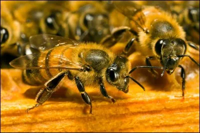 Le jour où vous entendrez quelqu'un dire que les abeilles ne servent à rien, vous pourrez lui répondre que...