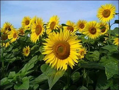Cette belle et grande fleur, adoratrice de Râ à qui elle présente en continu sa face au jaune éclatant, a donné son nom à un célèbre... ?