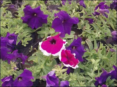 Cette jolie fleur aux couleurs franches, qui orne les balcons dès le beau temps revenu, a donné son nom comme prénom à une personne pas très sympathique, issue de la saga... ?