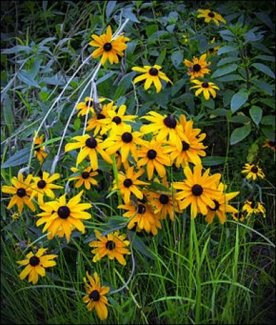 Cette belle fleur aux deux teintes contrastées est la rudbeckie hérissée (Rudbeckia hirta) mais est plus connue sous son joli surnom, lequel a donné son prénom à une célèbre... ?