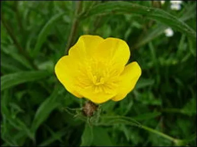 Cette renoncule à l'extraordinaire couleur et brillance est plus connue sous son nom commun, lequel est aussi celui de l'héroïne du célèbre film... ?