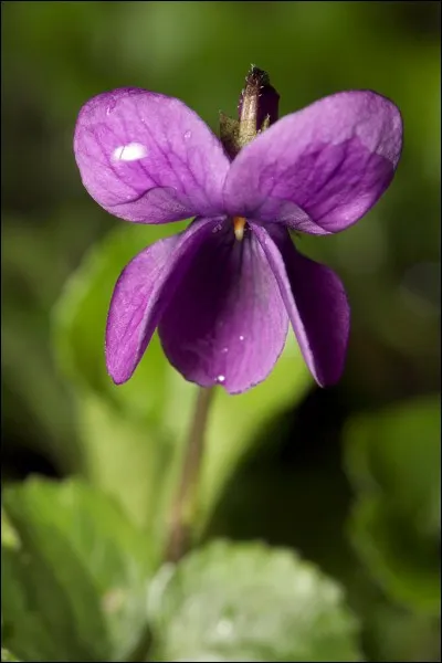 Cette petite fleur des bois, au parfum enchanteur tant pour le nez que pour le palais, a donné son ravissant nom comme prénom à une héroïne malheureuse de quoi donc ?