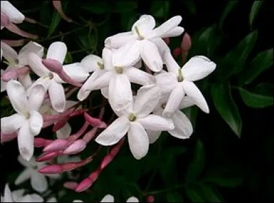 Cette magnifique fleur parfumée, de la famille à laquelle appartient le merveilleux seringa, a donné son nom comme prénom à une Princesse Disney mais aussi à ... ?
