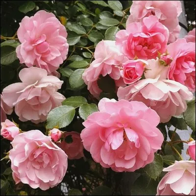 Cette reine des fleurs, splendide dans toutes ses variétés, et au parfum souvent ravageur, a donné son nom comme prénom à la mère de quel président américain ?