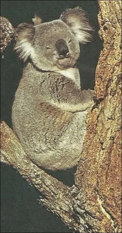 Quel est le signe particulier du koala ?