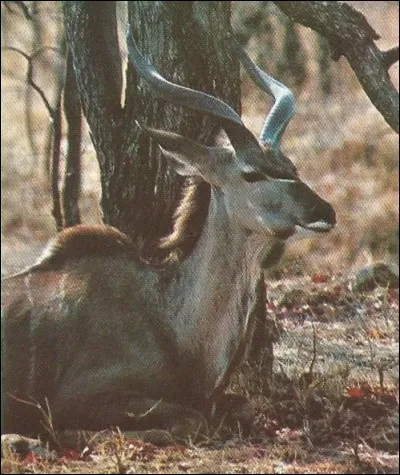 Quel est le nom de ce bovidé ?