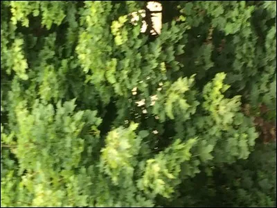 Que penses-tu de cette image ?