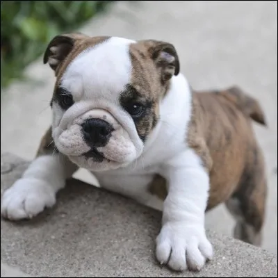 Quel animal préfères-tu ?