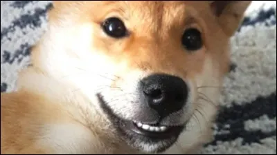 Comment s'appelle son chien ?