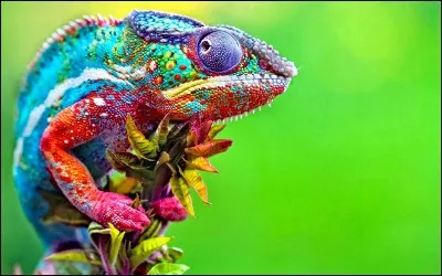 Le caméléon a un champ visuel très rétréci.