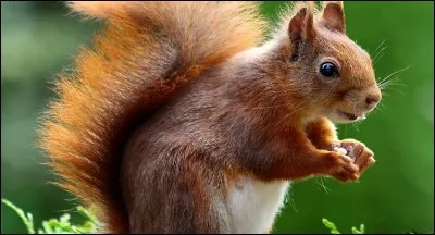 L'écureuil est un sylviculteur hors-pair.