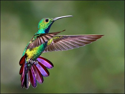 Le colibri est le seul oiseau à pouvoir voler vers l'arrière.