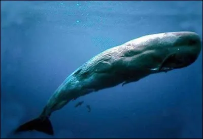 Le cachalot peut passer 5 heures en apnée.
