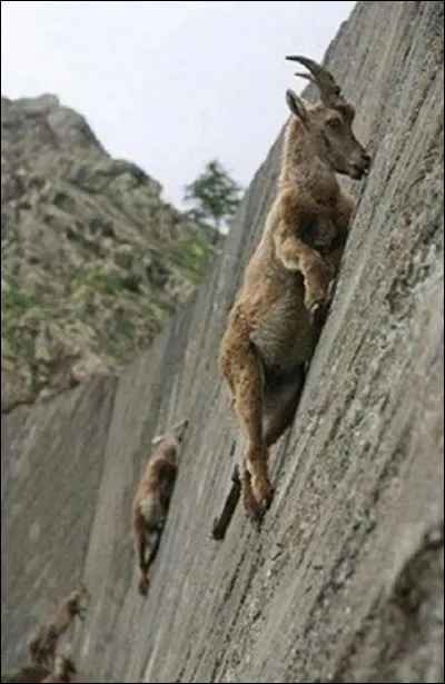 Le bouquetin des Alpes peut marcher quasiment à la verticale.