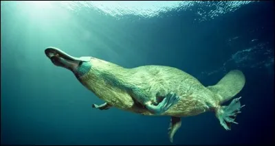 L'ornithorynque est un des très rares mammifères à pondre des oeufs.