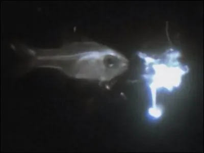 L'apogonidé (poisson) est un cracheur de lumière.
