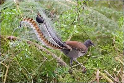 'L'oiseau-lyre' est capable d'imiter tous les sons, même les son artificiels de son environnement.